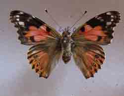 Vanessa cardui ABBERATION 1 (Internet Image property of respective owner, non-commercial use only)